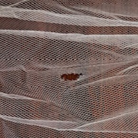 NWT Ivory Cathedral Veil w/ rhinestones main image 12